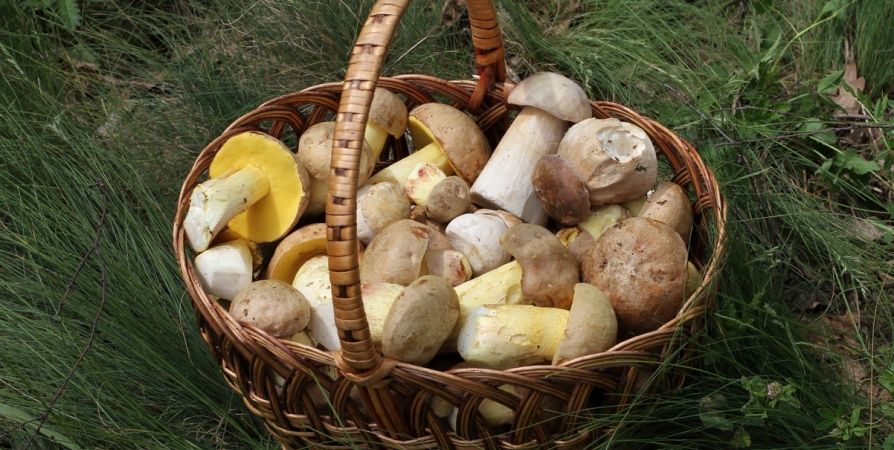 Три бабушкиных способа сохранить грибы свежими и вкусными Три бабушкиных способа сохранить грибы свежими и вкусными