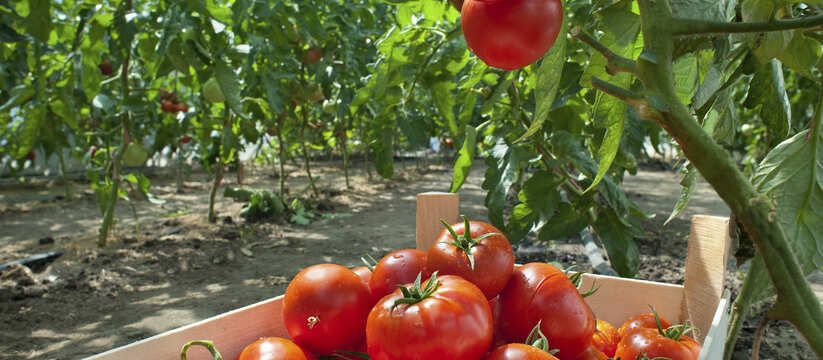 Перекись водорода — секрет крепкой рассады Перекись водорода — секрет крепкой рассады