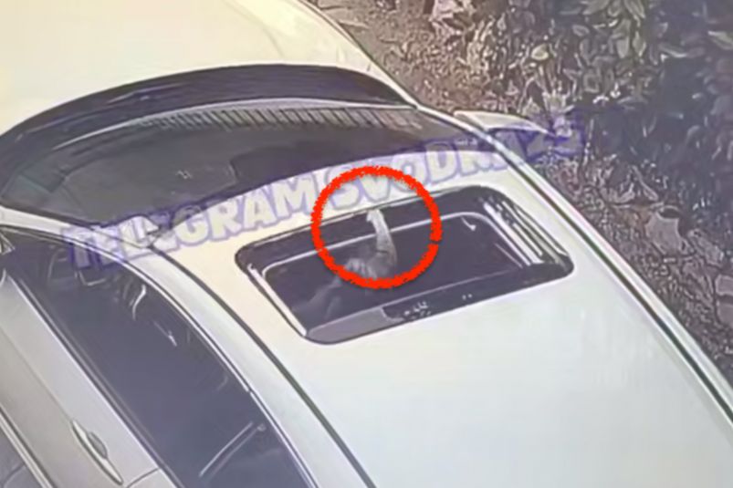 Неожиданный пассажир: кошка упала в автомобиль через люк на крыше Неожиданный пассажир: кошка упала в автомобиль через люк на крыше