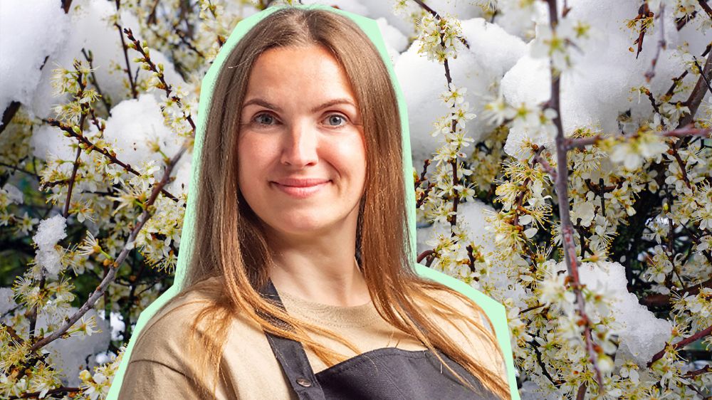 Весенняя подкормка вишни: как увеличить урожай Весенняя подкормка вишни: как увеличить урожай