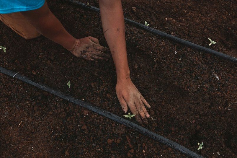 Сахарная подкормка: секрет буйного роста растений Сахарная подкормка: секрет буйного роста растений