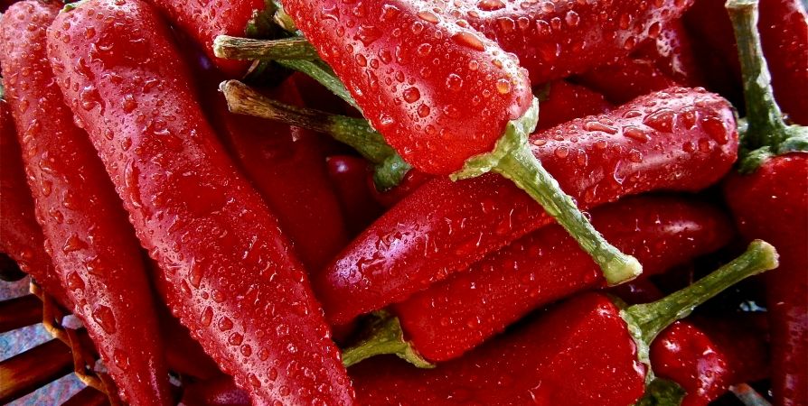 Как спасти перцы от гниения: проверенные методы Как спасти перцы от гниения: проверенные методы