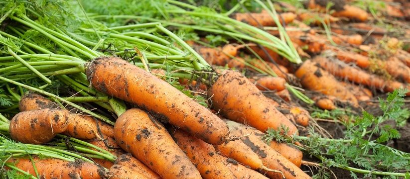 Как вырастить морковь и свёклу: лунный календарь и народные приметы Как вырастить морковь и свёклу: лунный календарь и народные приметы