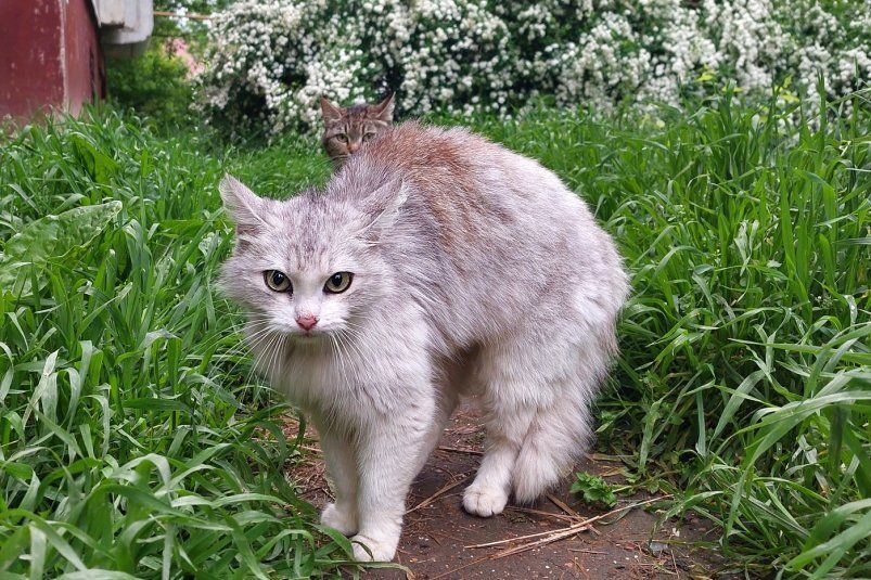 Независимые и гордые: 6 пород кошек, которые ценят личное пространство Независимые и гордые: 6 пород кошек, которые ценят личное пространство