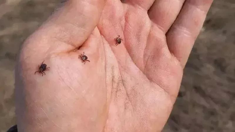 Натуральное средство против клещей на даче: бюджетно и эффективно Натуральное средство против клещей на даче: бюджетно и эффективно