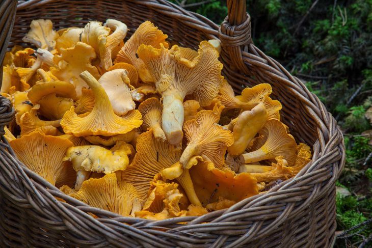 Грибная икра: необычные рецепты вкусной закуски Грибная икра: необычные рецепты вкусной закуски
