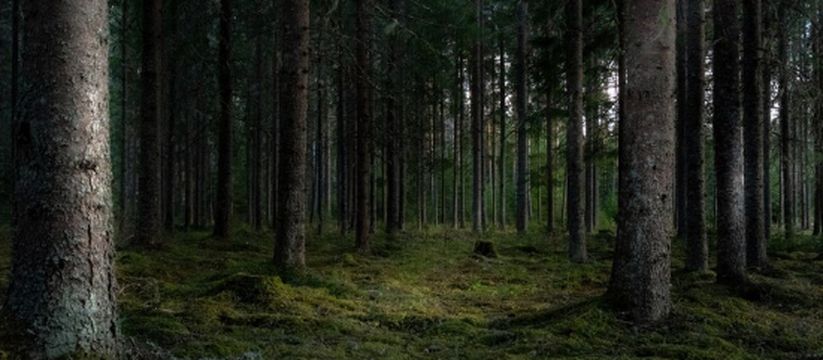 Какие деревья под защитой закона даже на вашем участке? Какие деревья под защитой закона даже на вашем участке?