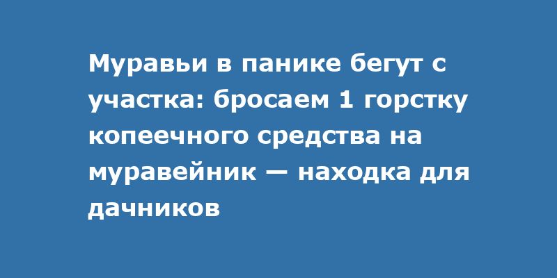 Как быстро избавиться от муравьёв на даче: простой и эффективный способ Как быстро избавиться от муравьёв на даче: простой и эффективный способ