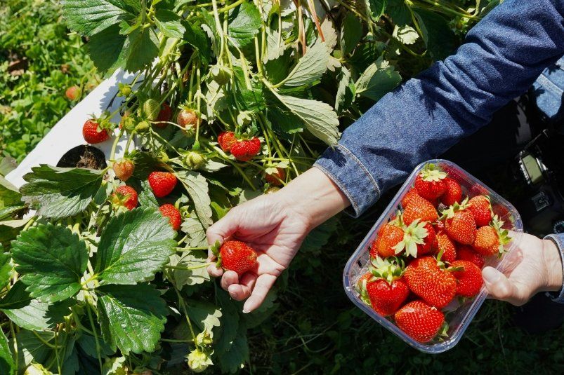 Натуральная подкормка для клубники: как получить крупные и сладкие ягоды Натуральная подкормка для клубники: как получить крупные и сладкие ягоды