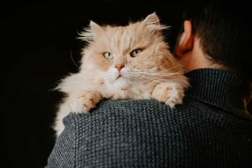 Кошки-охранники: 4 породы, которые не дадут вас в обиду Кошки-охранники: 4 породы, которые не дадут вас в обиду