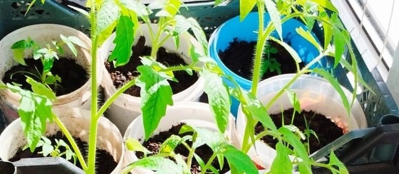 Хитрость с яичной коробкой: как вырастить крепкие черенки растений Хитрость с яичной коробкой: как вырастить крепкие черенки растений