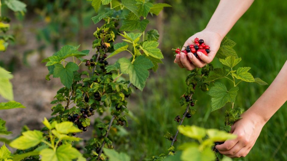 Весенняя подкормка смородины: как разбудить куст для богатого урожая Весенняя подкормка смородины: как разбудить куст для богатого урожая