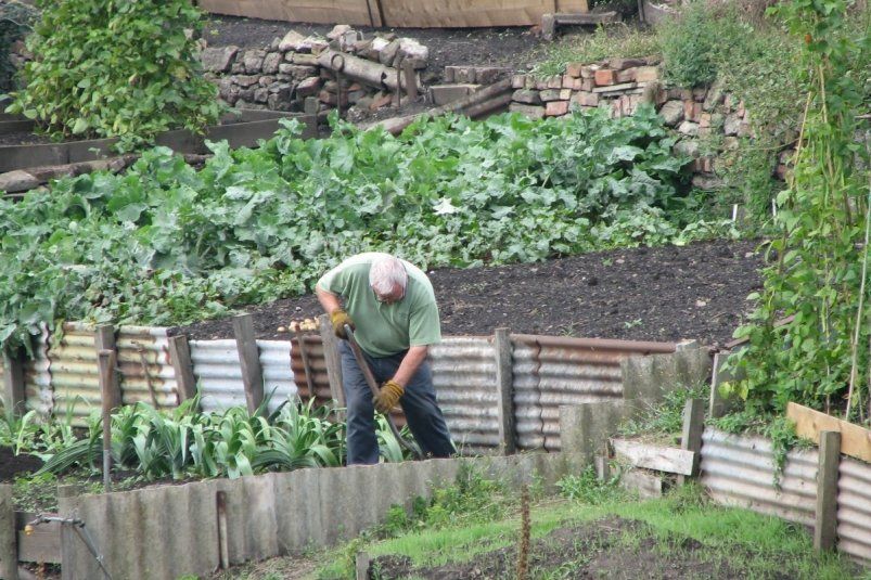 Лимонная кислота — неожиданный помощник для вашего урожая Лимонная кислота — неожиданный помощник для вашего урожая