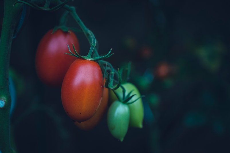 Секреты богатого урожая томатов: как вырастить крупные и вкусные помидоры Секреты богатого урожая томатов: как вырастить крупные и вкусные помидоры