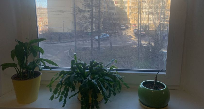 Почему ложка на подоконнике может стать вашей секретной защитой Почему ложка на подоконнике может стать вашей секретной защитой