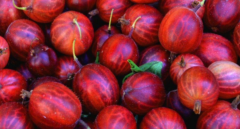 Как получить сладкий урожай крыжовника: секреты подкормки для щедрости Как получить сладкий урожай крыжовника: секреты подкормки для щедрости