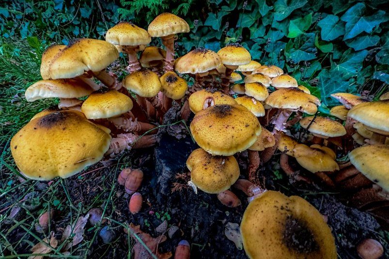 Лесные подсказки: как погода влияет на грибной урожай