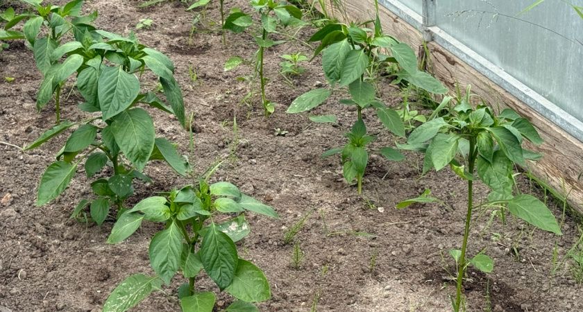 Секреты питания для перцев: как добиться богатого урожая с ярким вкусом