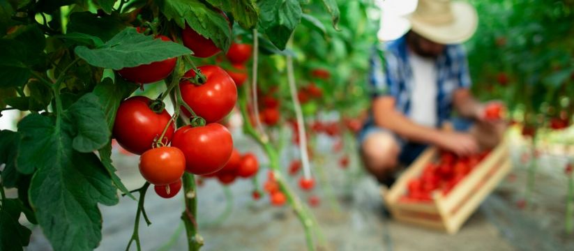 Как увеличить урожай томатов и защитить их от болезней