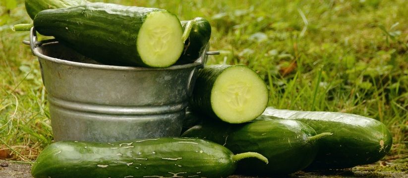 Секрет здоровья огурцов: как обычная соль может спасти урожай