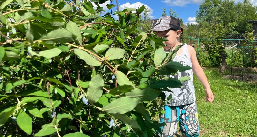Почему стоит дважды подумать перед тем, как есть ягоды с куста