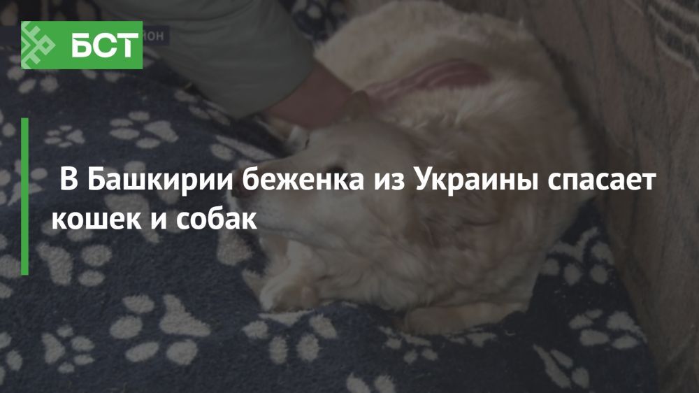 История храбрости: Беженка из Украины помогает спасать заброшенных животных в Башкирии История храбрости: Беженка из Украины помогает спасать заброшенных животных в Башкирии