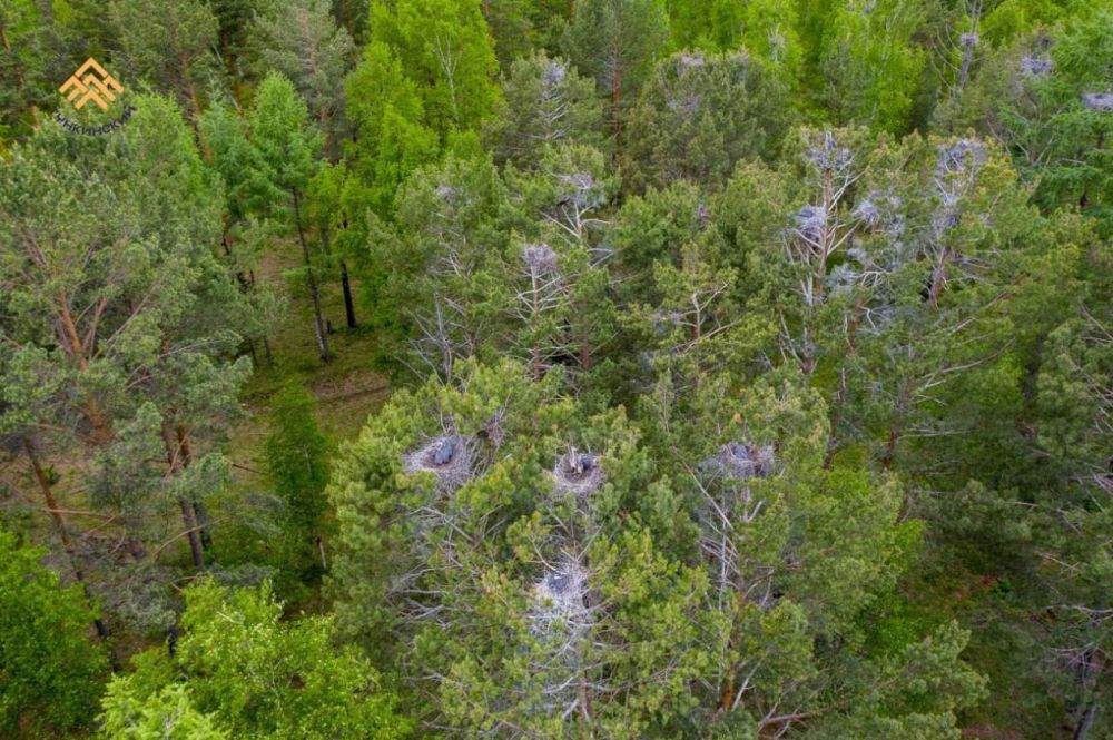 Серые цапли вновь обустраиваются в Бурятии Серые цапли вновь обустраиваются в Бурятии