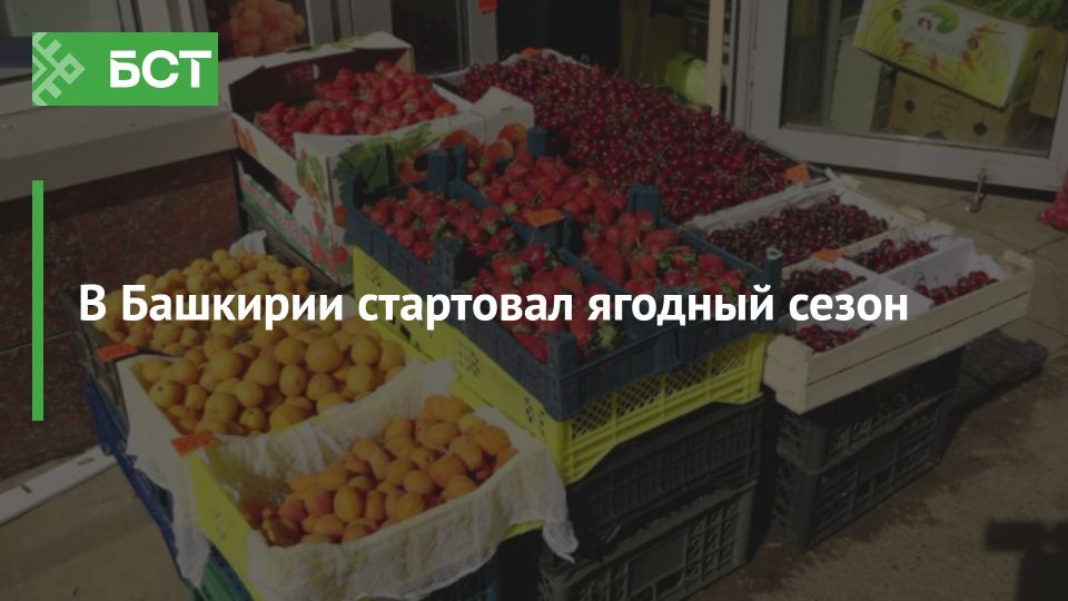 В Башкирии стартовал ягодный сезон В Башкирии стартовал ягодный сезон