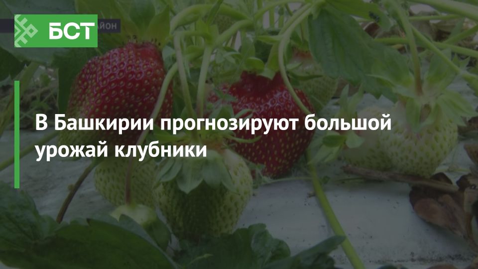 Клубничный бум в Башкирии: что нас ждет в этом сезоне? Клубничный бум в Башкирии: что нас ждет в этом сезоне?