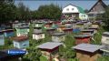 На пасеках Башкортостана стартовал сбор первого меда года