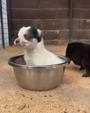 Малек Дудаков: ЖИВОТНЫЕ ЗАМЕРЗАЮТ. Зима ворвалась в приют с первыми настоящими морозами, застав нас врасплох