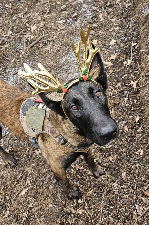 Утренний бодрый малинуа с позывным "Дар" и предновогоднее настроение